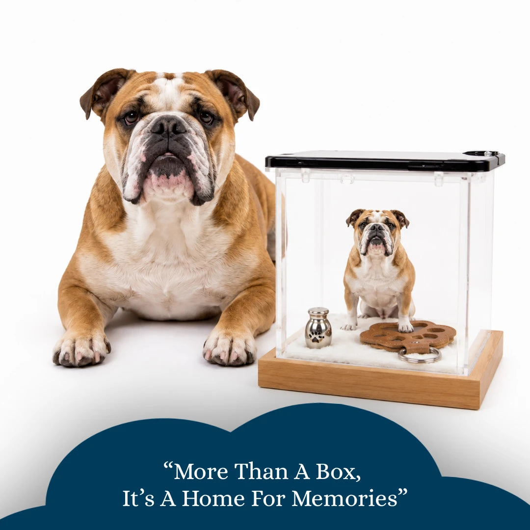 Pawever™ Crystal Box — Boîte Holographique pour Animaux
